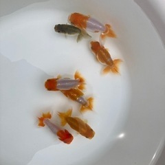 らんちゅう　6センチ〜７センチ　残りわずかの画像