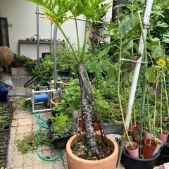 植物②