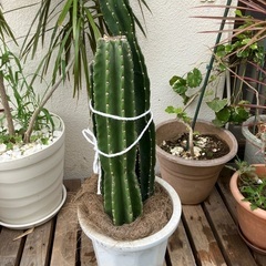 植物③