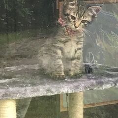 里親募集　生後2か月のメス猫です