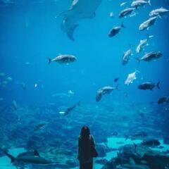 【性別不問】6/11(日)水族館へ行きませんか?