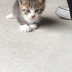 子猫ちゃん