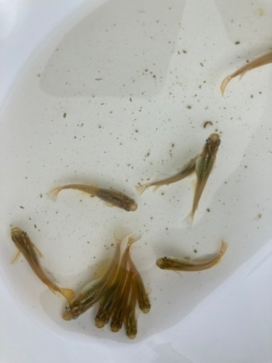クロメダカの針子、卵、稚魚
