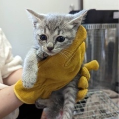 2匹の里親募集しています生後約2カ月　 - 猫