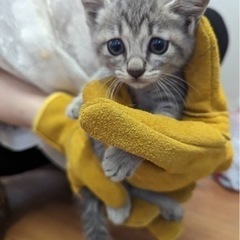 2匹の里親募集しています生後約2カ月　 - ひたちなか市