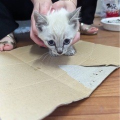 2匹の里親募集しています生後約2カ月　 - 里親募集