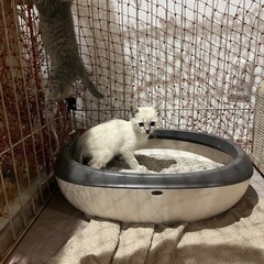 2匹の里親募集しています生後約2カ月　