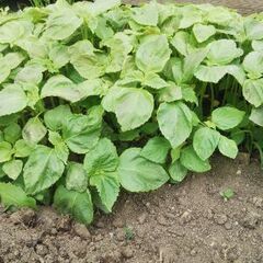 青ジソ 抜き苗 15本