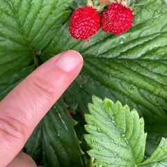 今もまだ実がなる!ワイルドストロベリーの苗の画像
