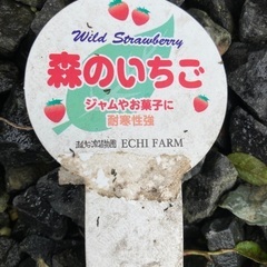 今もまだ実がなる!ワイルドストロベリーの苗の画像