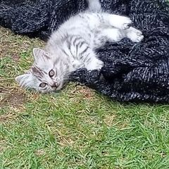 毛の長めのシルバーちゃんです（飼い主不在　確認済み）再受付　里親...