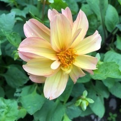 花 苗 ダリア セミダブルorダブル咲き6本セット