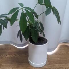 カポック　観葉植物