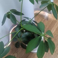 カポック　観葉植物の画像