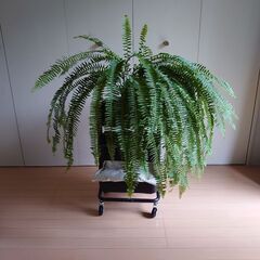 大型観葉植物 ネフロレピス ボストンファーン 大きなタマシダ