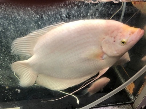 オスフロネームスグラミー　ゴールデン