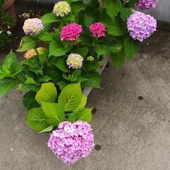 【譲り先決定しました】紫陽花