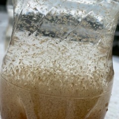 ミジンコの画像