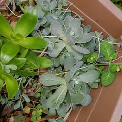 多肉植物　子持ち蓮華