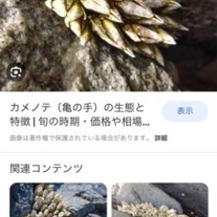 カメノテ（亀の手）の画像