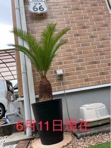 【取引完了】蘇鉄  （ソテツ）  ヤシの木 南国 ロックガーデン