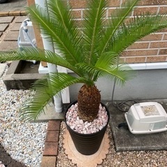 取引完了】蘇鉄 （ソテツ） ヤシの木 南国 ロックガーデン