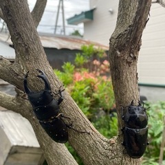 オオクワガタ　オスメスペア