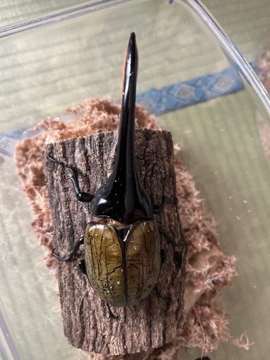 ヘラクレスオオカブト①(成虫ペア) 取引中