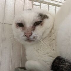 扁平上皮癌で耳の切除手術を受けたけど穏やかで猫好きなブッチ君