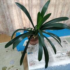 観葉植物　クンシラン　無料