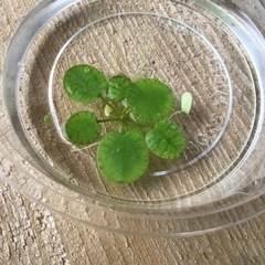 楊貴妃メダカと浮き草まとめていかがですか？の画像