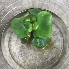 楊貴妃メダカと浮き草まとめていかがですか？の画像