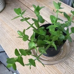 楊貴妃メダカと浮き草まとめていかがですか？の画像