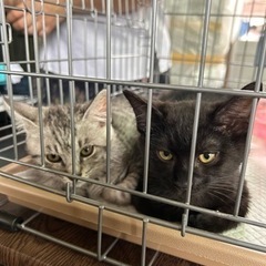 推定3ヶ月　サバトラと黒のなかよし兄弟😸😽