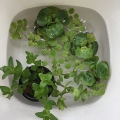 楊貴妃メダカと浮き草まとめていかがですか？の画像