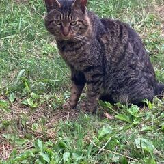 年齢不詳オス猫