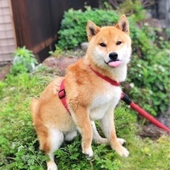 1歳半の穏やかなシバの男の子1歳半の穏やかな芝