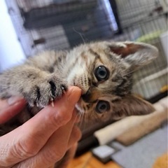 キジトラ２ヶ月くらいの女の子 - 猫