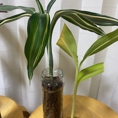植物たくさんの画像