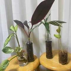 植物たくさん