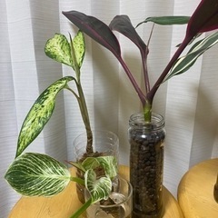 植物たくさんの画像
