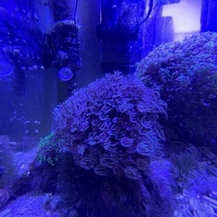 サンゴ　