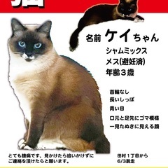 迷子猫。平塚市田村。シャムミックス。