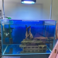 キンペコ　水槽　一式　プレコ