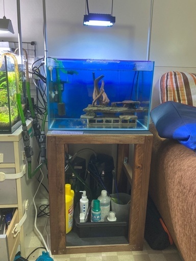 キンペコ　水槽　一式　プレコ