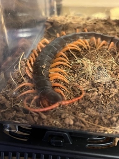 外国産ムカデ(タイ産WD)30匹セット#奇蟲 #虫 #ムカデ