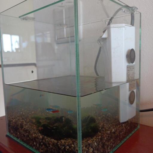 ガラスの水槽\n20センチ✖20センチ✖高さ24センチ 水槽用フィルターポンプ 魚4匹 流れ木