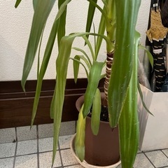 植物の画像