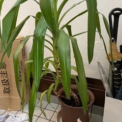 植物