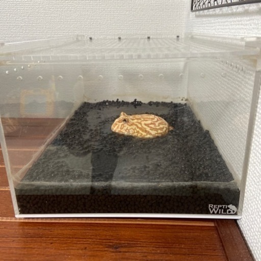 クランウェルツノガエル　レプタイルボックス飼育セット